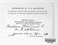 Puccinia magnusiana image